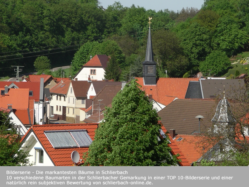 Die markantesten Bäume in Schlierbach